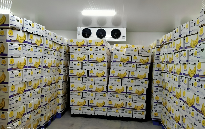 freezer-storage-22